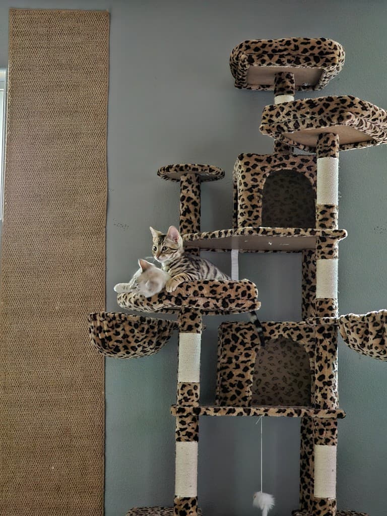 Two kittens resting on a leopard-print cat tree in a real home