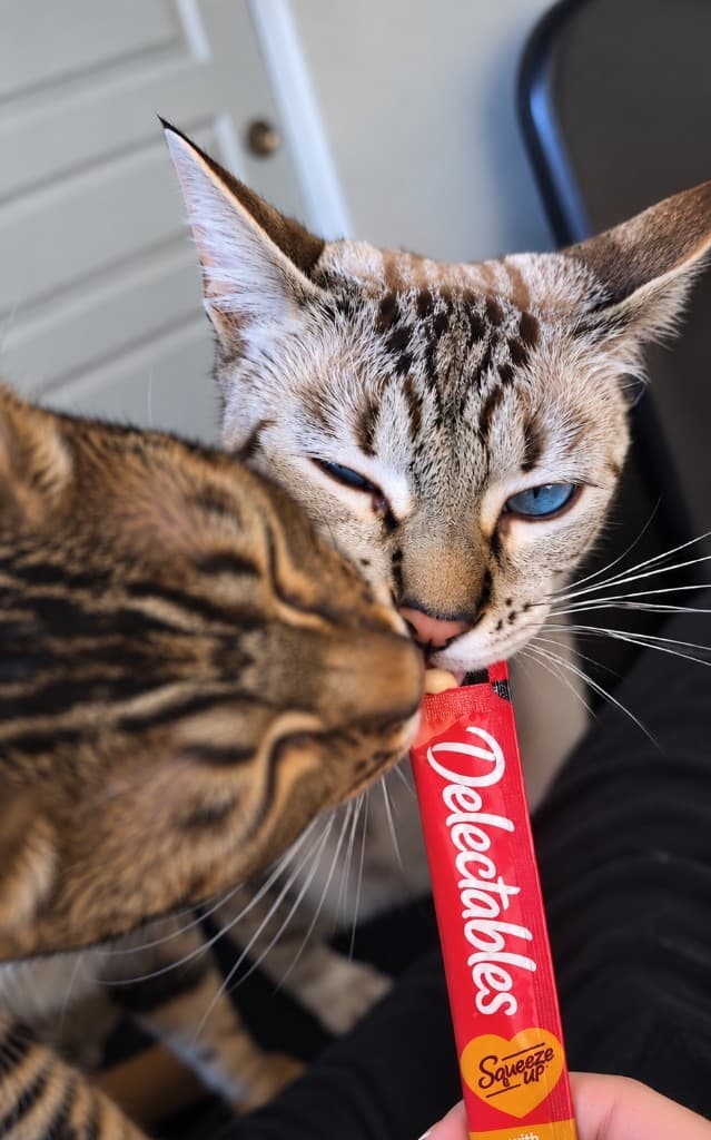 Two cats sharing a Delectables Squeeze Up tube at home