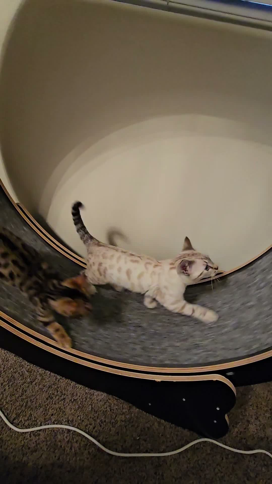 Two kittens running inside a cat exercise wheel at home