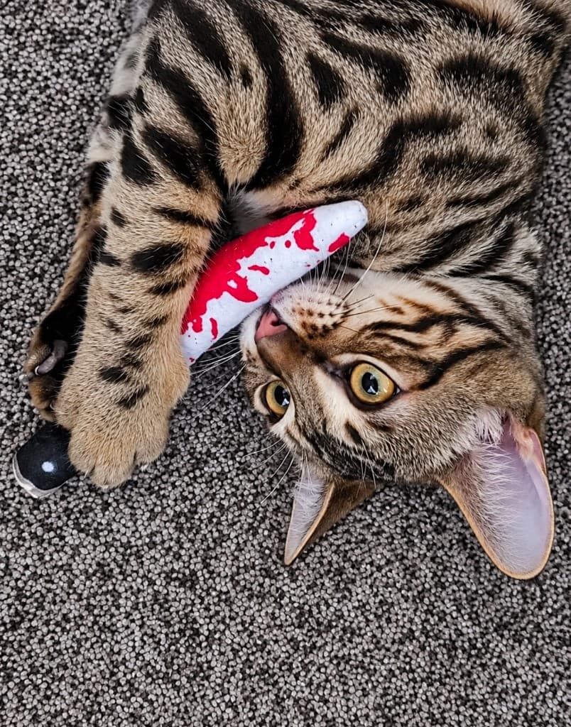 May Mayhem biting a plush knife toy on the carpet